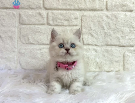 British Shorthair Koca Kafa Silver Point