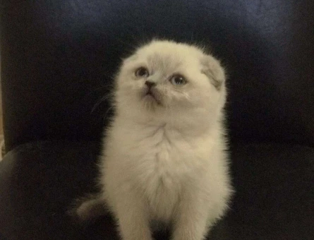 HARİKA GÜZELLİKTE SCOTTİSH FOLD BLUEPOİNT