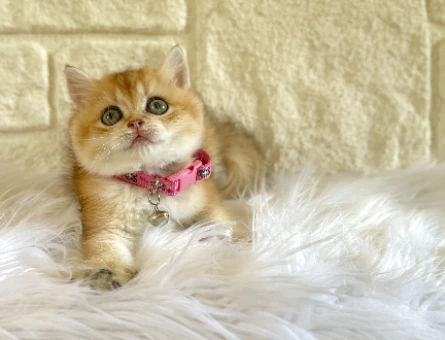 British Shorthair Golden Sarı Kız Yuva Arıyor