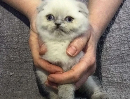 SAFKAN SCOTTİSH FOLD BLUEPOİNT YAVRULAR