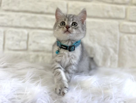 British Shorthair Silver Tabby Erkek 2 Aylık