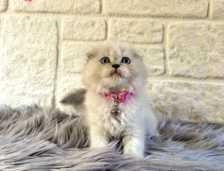 Scottish Fold Longhair Sevimli Dişi Kedimiz