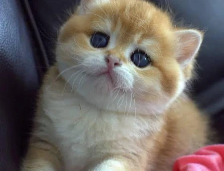 British shorthair bebekler