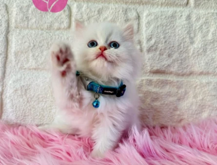 2 Aylık British Longhair Erkek Şanslı Yuva Arıyor