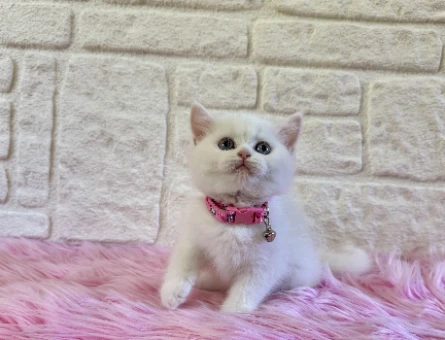 British Shorthair 2 Aylık Prenses Yuva Arıyor