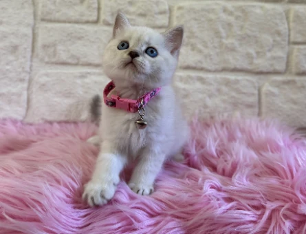 British Shorthair Point 2 Aylık Dişi Kedimiz