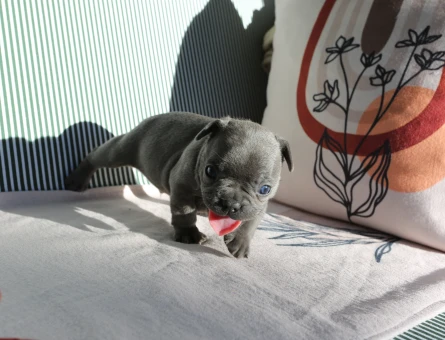 EGZOTİK FRENCH BULLDOG YAVRULARIMIZ HARİKA RENKLER VE ANATOMİ
