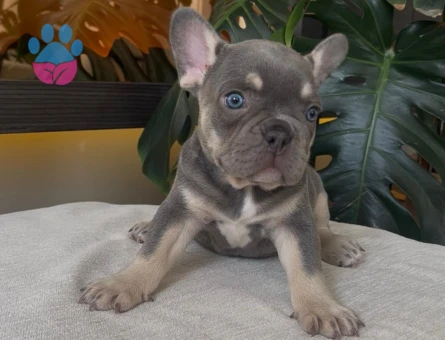 RENGARENK FRENCH BULLDOG YAVRULARIM EGZOTİK - 3690