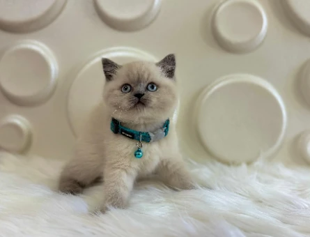 British Shorthair Bluepoint Çakırbeyli Erkek