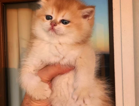 Safkan British Shorthair - 3710
