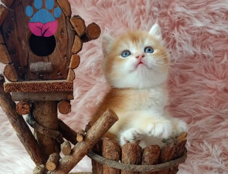 British Shorthair Golden Ny11 Erkek Sevimli Yavrularımız