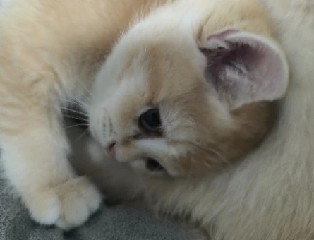 N12 british golden orjinal