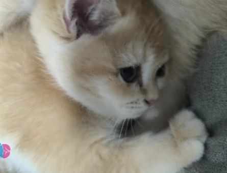 N12 british golden orjinal