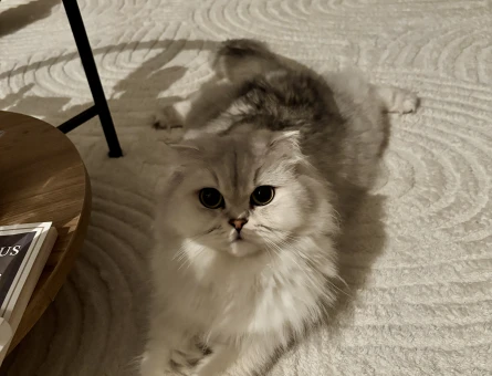 Çinçilla dişi kedi 2 yaşında