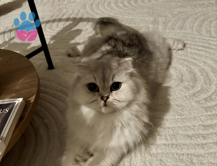 Çinçilla dişi kedi 2 yaşında