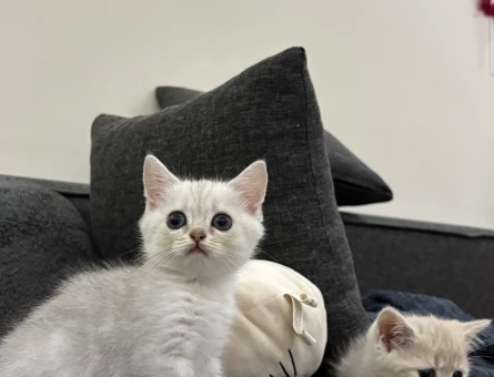 AYICIK YÜZLÜ PELUŞ TÜYLÜ - 3729