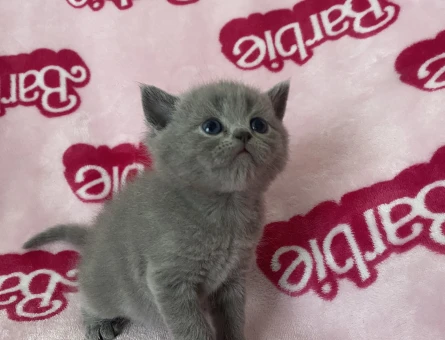 AYICIK YÜZLÜ PELUŞ TÜYLÜ