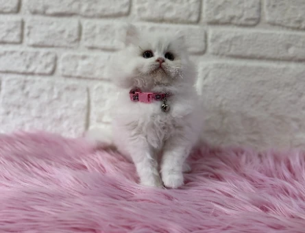 British Longhair Dişi Yavrumuz Pişmaniye Tadında