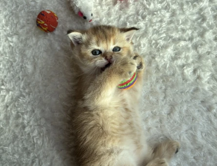 British short hair yavruları