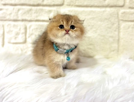 Evinizin Prensi Olmaya Hazır Scottish Fold Golden Erkek