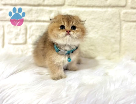 Evinizin Prensi Olmaya Hazır Scottish Fold Golden Erkek