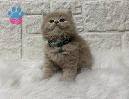 Fındık Kreması Tadında British Longhair Erkek Topaç Kafa