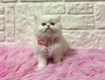 Egzotik Güzelliğiyle Büyüleyen: British Longhair Dişi Yavrumuz