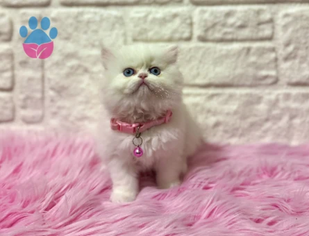 Egzotik Güzelliğiyle Büyüleyen: British Longhair Dişi Yavrumuz