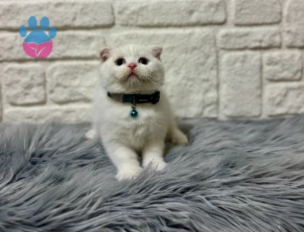 Sevgi Yumağı Scottish Fold Beyaz Erkek 2 Aylık