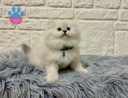 Pişmaniye Tadında Pofuduk Tüylü British Longhair Erkek