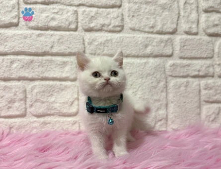 British Shorthair Beyaz Erkek 2 Aylık