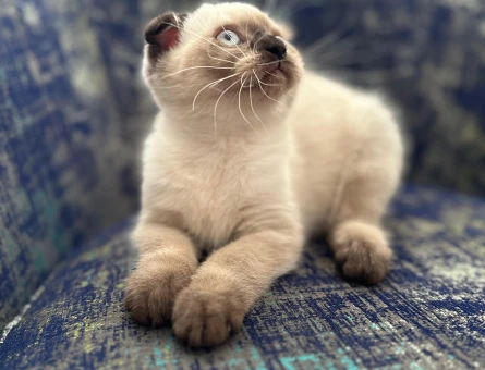 Scotish fold blue point