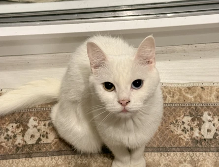 1,5 Yaşındaki British Van Kedimi Sahiplendirmek İstiyorum