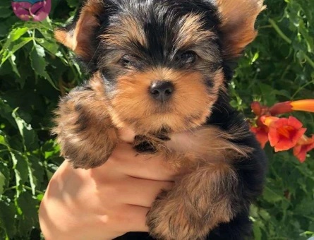 Muhteşem Güzellikteki Tea Cup Yorkshire Terrier Yavrularımız