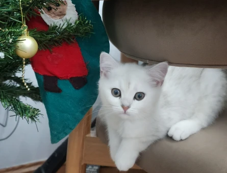 SAFKAN BRİTİSH SHORTHAİR,LONGHAİR GOLDEN BEBEKLER