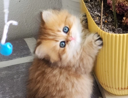 SAFKAN BRİTİSH SHORTHAİR,LONGHAİR GOLDEN BEBEKLER