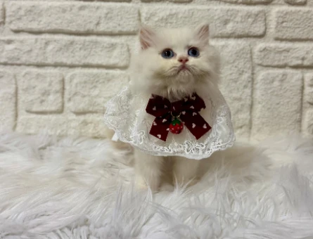 Sütlaç Tadında British Longhair Erkek 2 Aylık