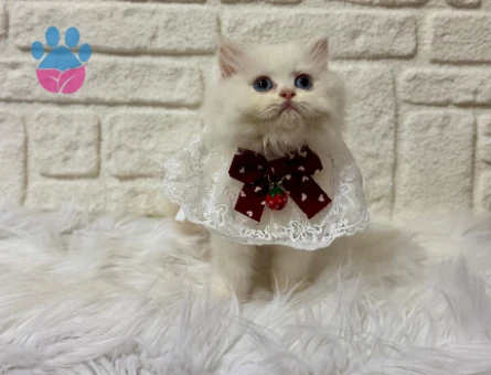 Sütlaç Tadında British Longhair Erkek 2 Aylık