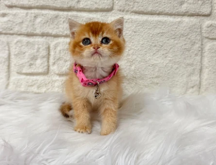 Sarı Papatya Kızımız Yuva Arıyor 2 Aylık