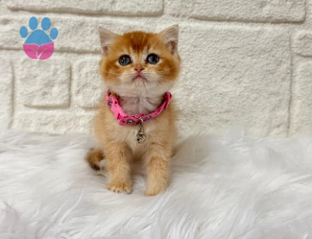 Sarı Papatya Kızımız Yuva Arıyor 2 Aylık