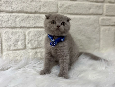 Scottish Fold Lilac Erkek 2 Aylık Yuva Arıyor