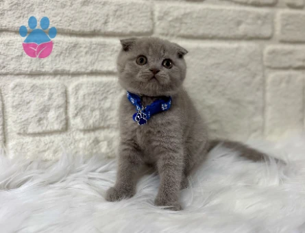 Scottish Fold Lilac Erkek 2 Aylık Yuva Arıyor