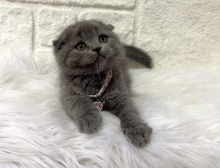 Scottish Fold Gri Dişi Sahibini Bekliyor
