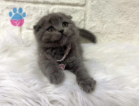 Scottish Fold Gri Dişi Sahibini Bekliyor