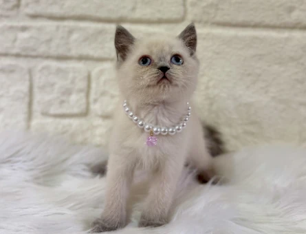 British Shorthair Bluepoint Süslü 2 Aylık Dişi