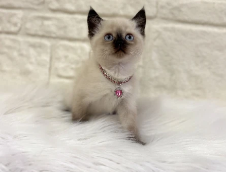 British Shorthair Çikolatalı Browni Dişi 2 Aylık