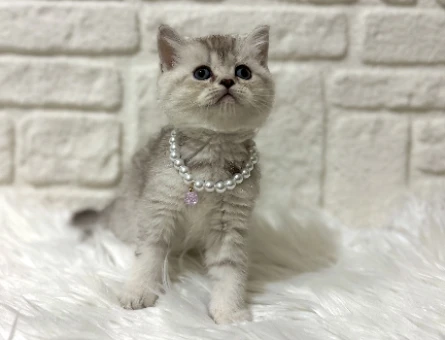 British Shorthair Silver Dişi Yavrumuz
