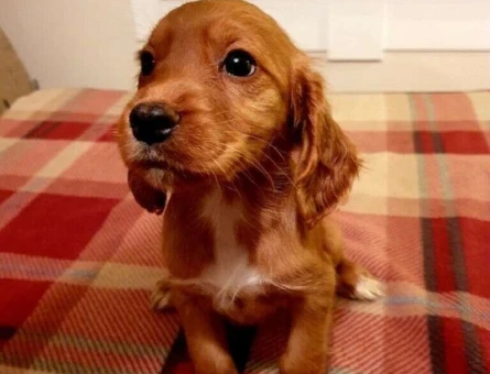 American Cocker Yavru Orijinal Safkan Irk Garantisi