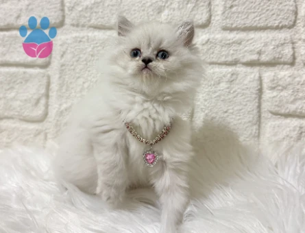 British Longhair Asil Güzellik  2Aylık