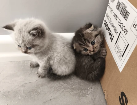 Yalova Yavru Cins Kedi Orjinal Makul